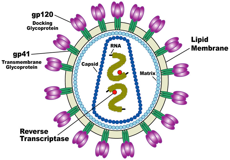Virus HIV